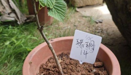 植物界“大熊猫”结伴入住长沙南郊公园