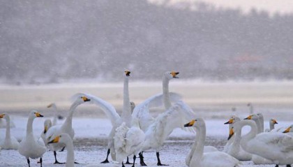 冬游威海过大年！火的为什么是威海？