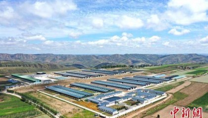 【中国新闻网】“中国羊谷”甘肃环县：养羊从靠运气到靠数据