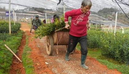 道县林业科技下乡助推绿色产业