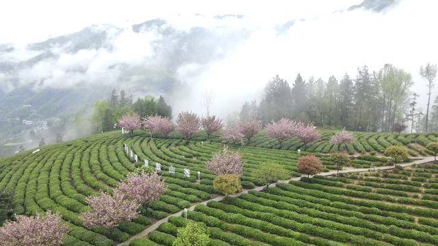 紫阳县召开“开麦吧！茶乡”茶文旅活动新闻发布会