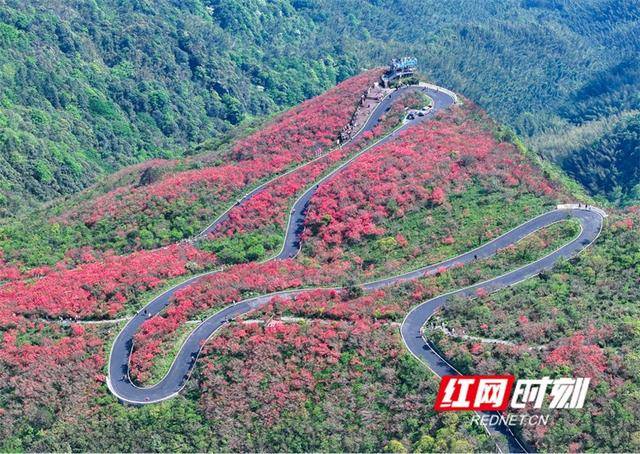 湖南双牌：杜鹃花开引客来