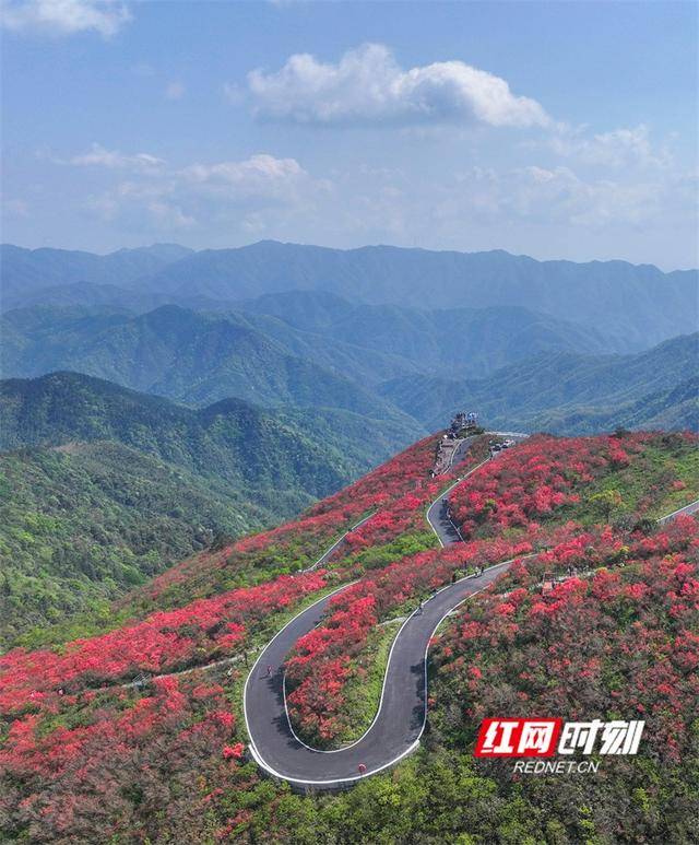 湖南双牌：杜鹃花开引客来