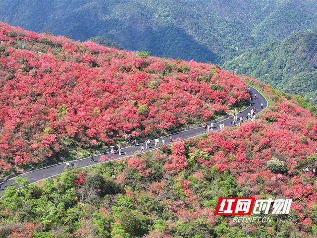 湖南双牌：杜鹃花开引客来