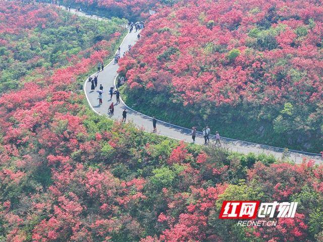 湖南双牌：杜鹃花开引客来