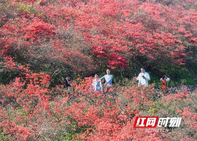 湖南双牌：杜鹃花开引客来