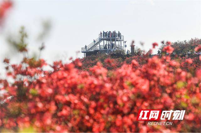 湖南双牌：杜鹃花开引客来