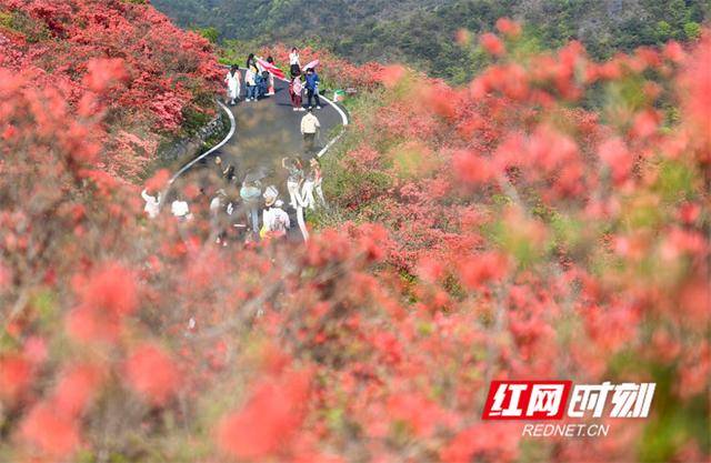 湖南双牌：杜鹃花开引客来