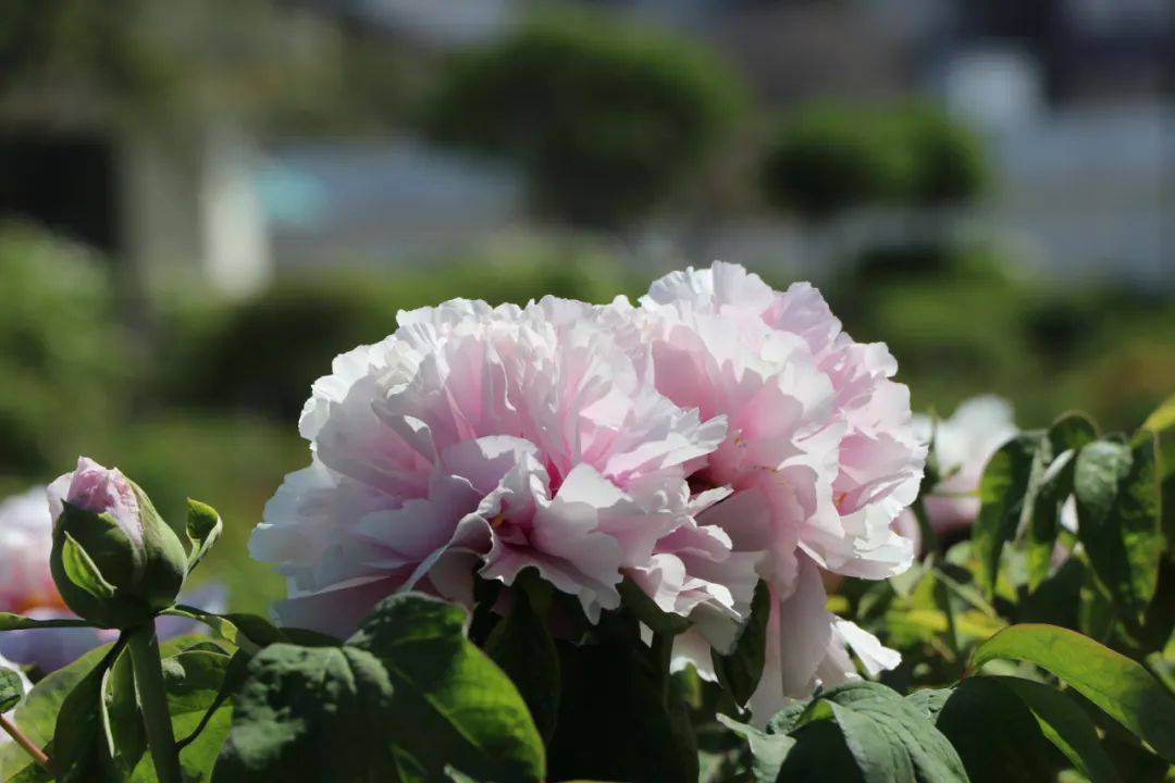 菏泽，太“奢侈”！
