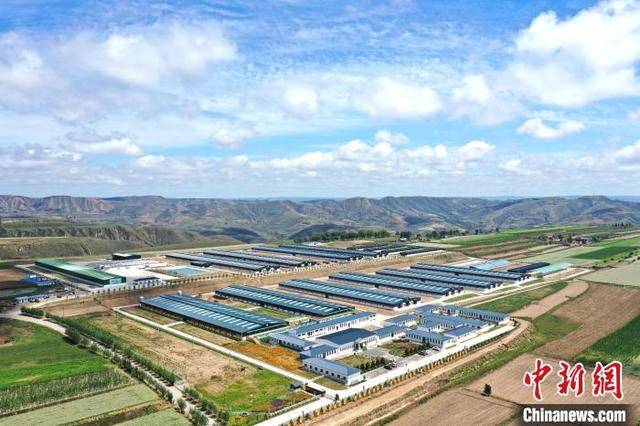【中国新闻网】“中国羊谷”甘肃环县：养羊从靠运气到靠数据
