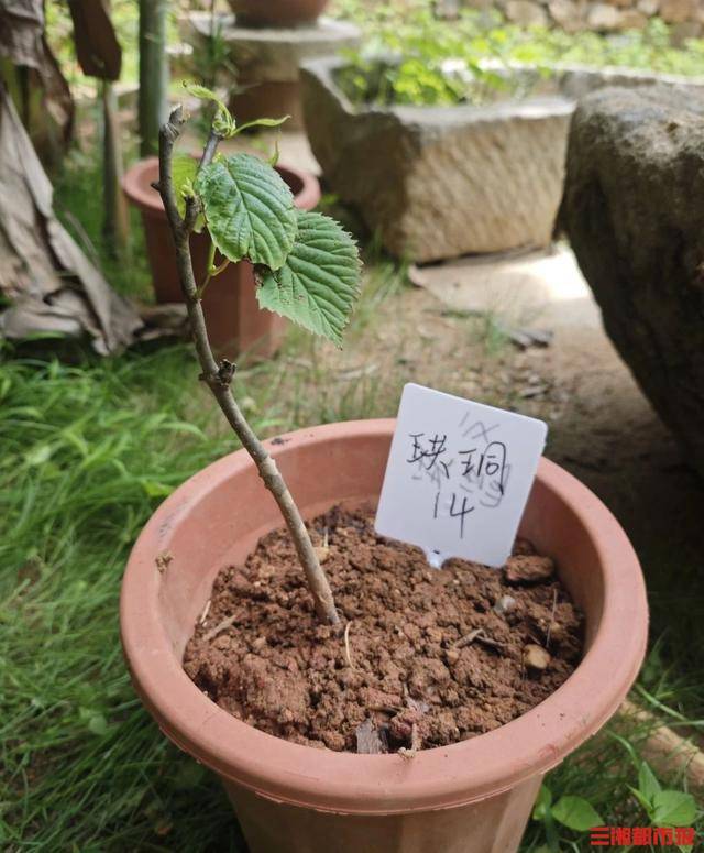 植物界“大熊猫”结伴入住长沙南郊公园
