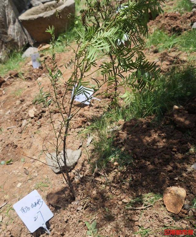 植物界“大熊猫”结伴入住长沙南郊公园