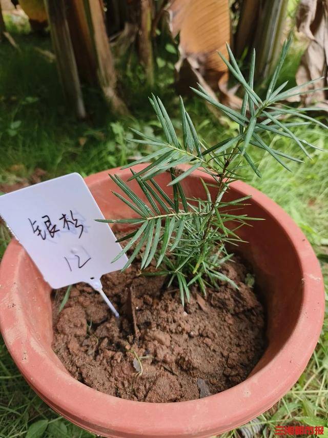 植物界“大熊猫”结伴入住长沙南郊公园
