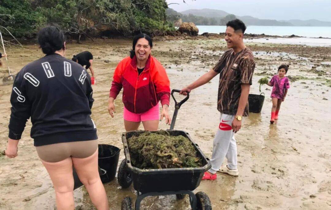 在新西兰捡海带卖，重罚万纽币！网友群嘲